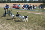 Wyścigi psich zaprzęgów w Minikowie [zobacz nowe zdjęcia]