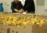 Sprzedaż piskląt kaczek i gęsi w Podkarpackim Ośrodku Doradztwa Rolniczego w Boguchwale
