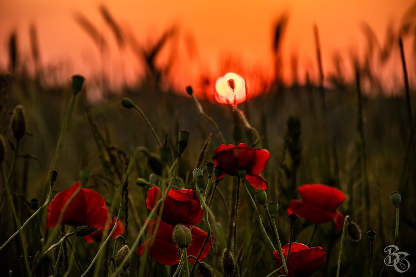 Pleszew. Ogromne pola maków w okolicach Pleszewa. Przyciągają tłumy gapiów i... fotografów! Zobacz zdjęcia