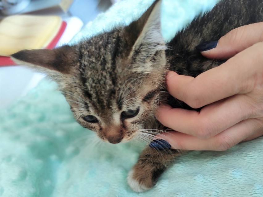 Małe kotki znalezione na terenie Cerradu w Starachowicach trafią do adopcji. Zobacz zdjęcia