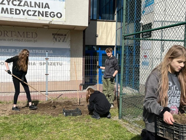 Uczniowie i nauczyciele "ekonomika"  w Radomsku na stulecie szkoły przygotowują ogród kieszonkowy