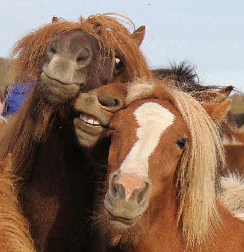 Najśmieszniejsze zwierzęta, które zrobiły sobie selfie. Jest...