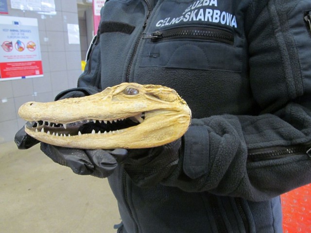 Pod koniec września celnicy z polsko-ukraińskiego przejścia granicznego w Medyce udaremnili przemyt spreparowanej głowy aligatora. To chroniony gatunek, zagrożony wyginięciem.