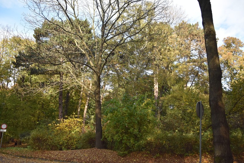 Najstarszy park w Wałbrzychu w jesiennych barwach