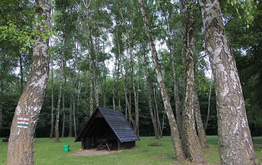 Wakacje 2015. Nie siedź w domu, idź na spacer. Las Wolski [zdjęcia]