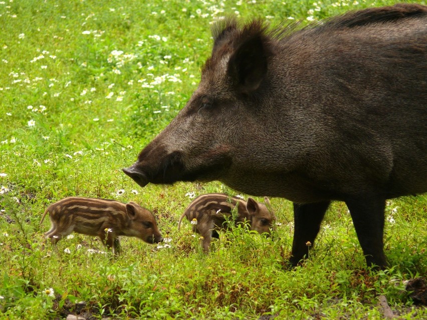 Dziki coraz częściej odwiedzają gdański VII Dwór. Spółdzielnia apeluje o niedokarmianie zwierząt