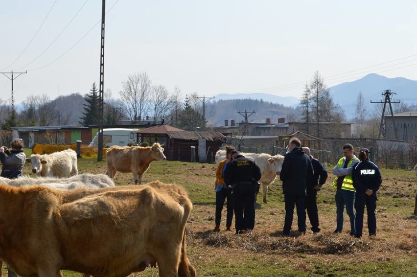 Wygłodzone, zaniedbane krowy, konie i psy są już w bezpiecznym miejscu [ZDJĘCIA]