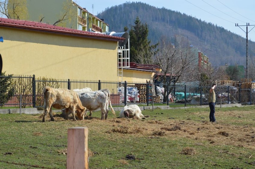 Wygłodzone, zaniedbane krowy, konie i psy są już w bezpiecznym miejscu [ZDJĘCIA]