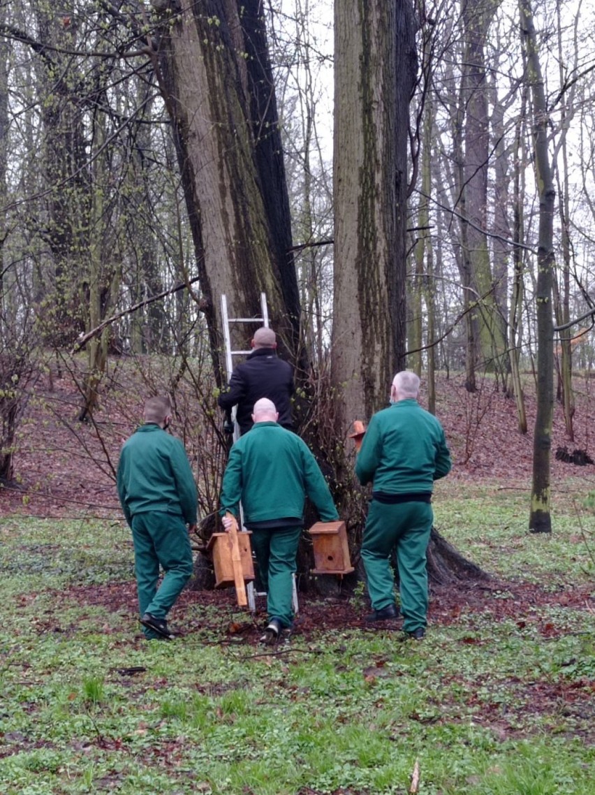 Osadzeni zamontowali budki w oleśnickim parku