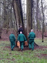 Więźniowie z Oleśnicy pracowali społecznie. Zrobili budki lęgowe i domki dla owadów (ZDJĘCIA)