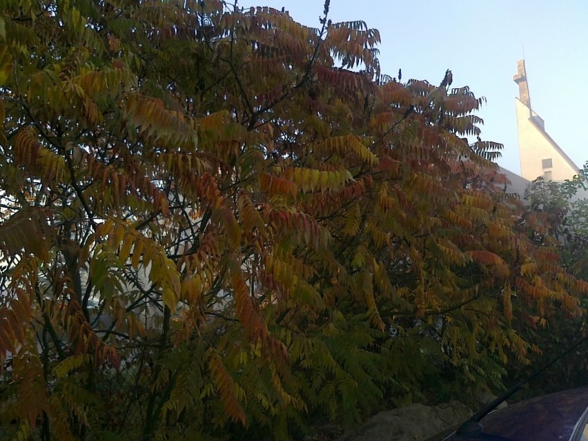 Na wszystkich drzewach liście nabierają kolorów. Fot....