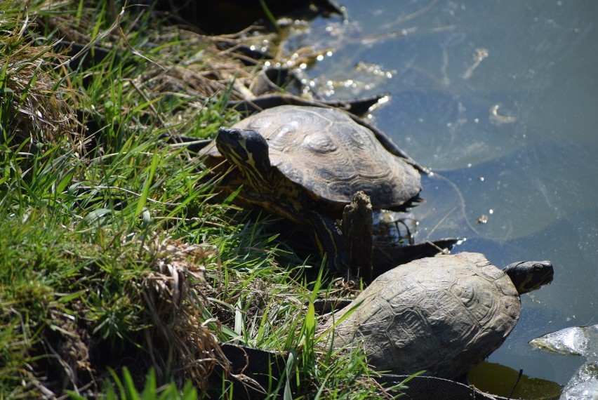 W Sieradzu mamy żółwie. We wtorek wygrzewały się na słońcu! - ZDJĘCIA