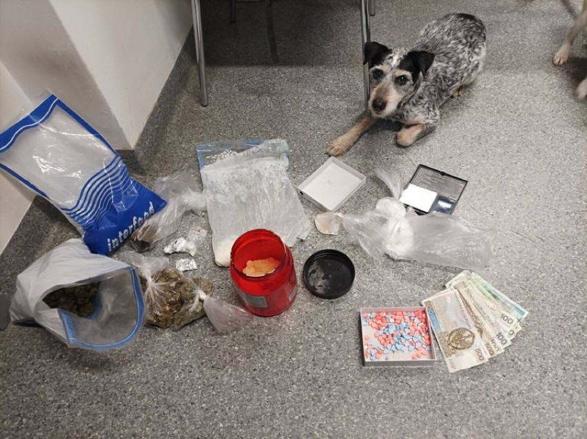 Niemal kilogram narkotyków w mieszkaniu 24-latka. Policyjne działania z udziałem psa Edka 