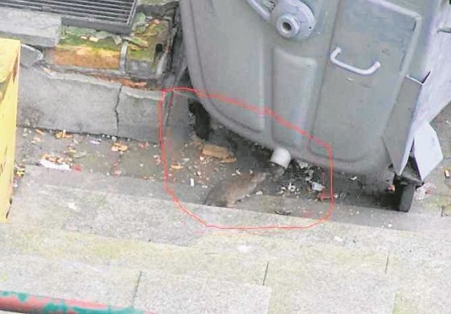 Na zdjęciach przesłanych przez mieszkańców ul. Siennej dokładnie widać gryzonie, które żerują w okolicy śmietników.