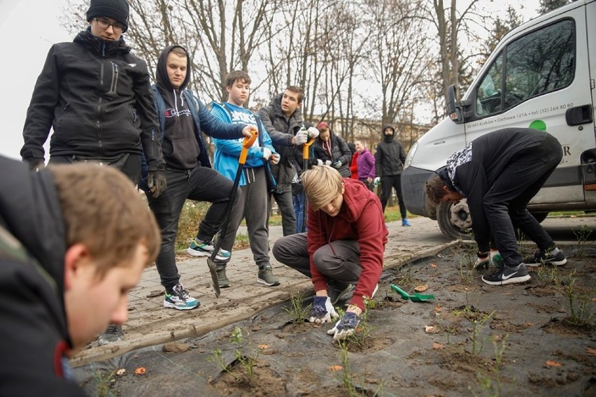 Młodzież sadziła różowe róże na Alei Róż w Nowej Hucie [ZDJĘCIA]