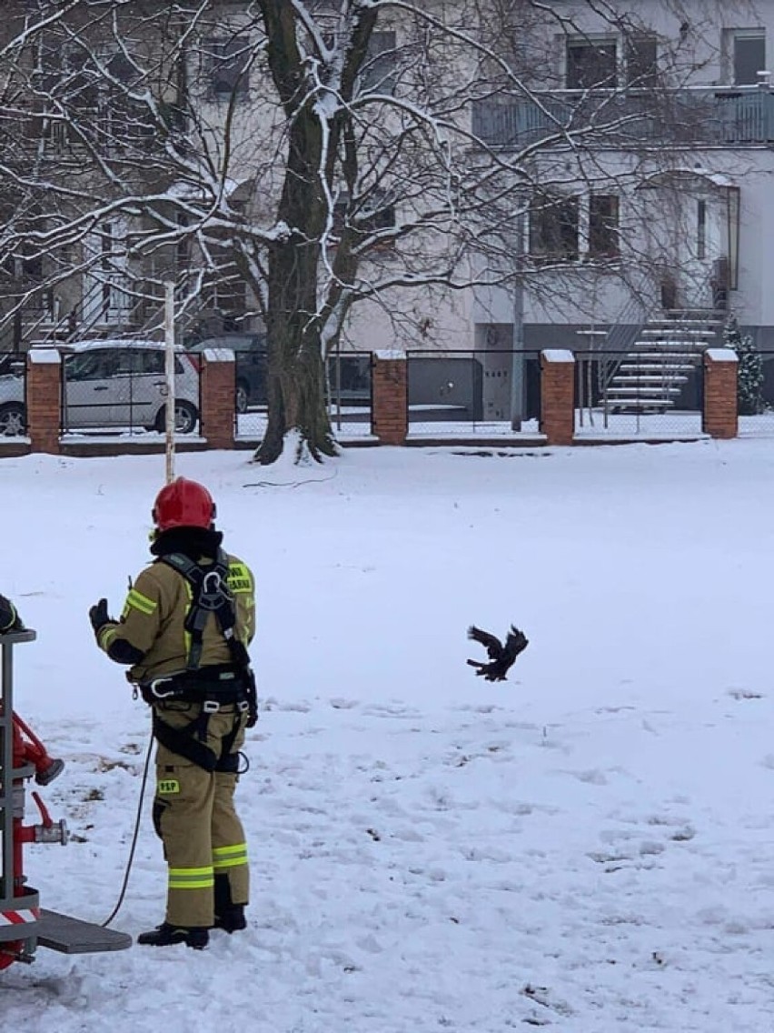 Nietypowa akcja ratownicza na szkolnym placu