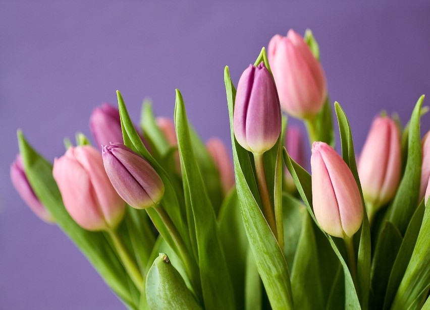 Różowy tulipan to wyraz sympatii i życzliwości.