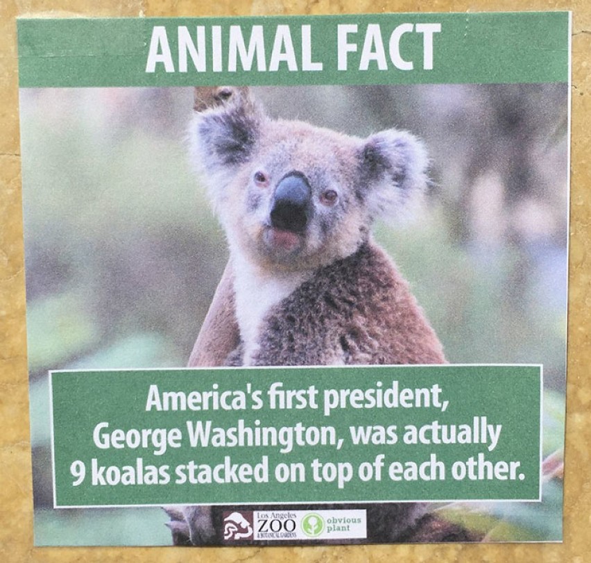 Amerykański pierwszy prezydent George Waszyngton był tak...