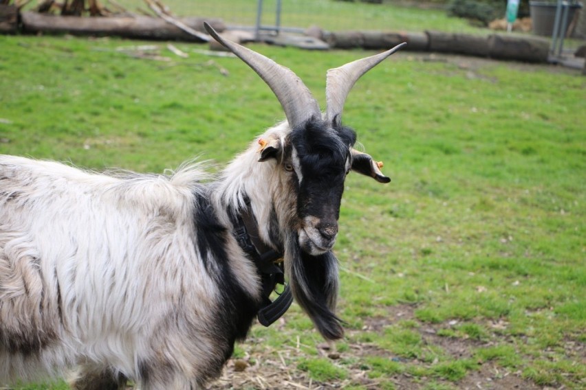 Będą narodziny w legnickim Mini Zoo. Hela i Henio doczekają się potomstwa