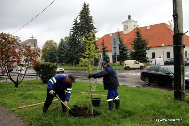 Na terenie Staszowa trwa akcja pielęgnacyjna dotycząca terenów zielonych. W różnych częściach miasta, uschnięte lub połamane drzewka wymieniane są na nowe. Robinie akacjowe, dęby, buki czy platany - łącznie ponad 30 drzewek zostanie posadzonych w ramach  akcji nasadzeń uzupełniających wykonywanych na zlecenie Urzędu Miasta i Gminy przez pracowników Przedsiębiorstwa Gospodarki Komunalnej i Mieszkaniowej w Staszowie. Warunki pogodowe sprzyjają takim działaniom, dlatego nowe drzewka pojawiły się już w Parku Legionów, przy Przychodni Rodzinnej, przy ulicy Konstytucji 3 Maja, a także przy placu zabaw u zbiegu ulic Dąbrowskiej i Słowackiego w Staszowie. Kolejne nasadzenia będą prowadzone między innymi przy Przedszkolu nrumr8, przy Szkole Podstawowej numer 3 czy Bibliotece Publicznej Miasta i Gminy w Staszowie, przy ulicy Szkolnej.

Na następnych slajdach zobaczycie, gdzie dokładnie posadzono drzewka>>>