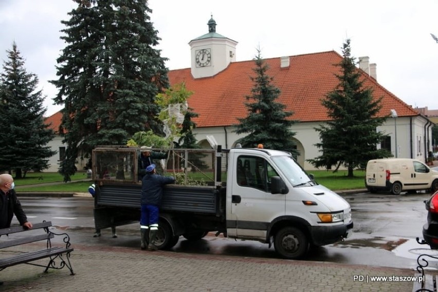 Staszów będzie zielony. Zasadzono mnóstwo drzewek - Zobacz gdzie (ZDJĘCIA)