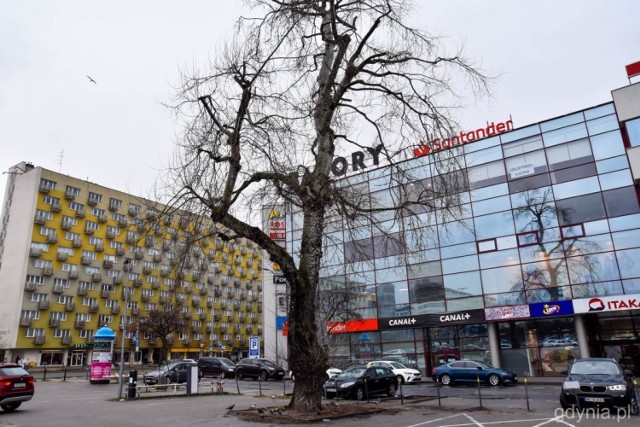 Dorodna topola, jedno z najbardziej charakterystycznych drzew w centrum Gdyni, ma zostać wkrótce wycięta.