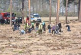 W poniedziałek w okolicy Zielonej Góry można dołączyć do akcji sadzenia lasu! Przygotowano dwa tysiące młodych drzewek