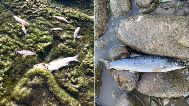 W niedzielę 24 lipca wędkarze w Białej dostrzegli dziesiątki śniętych ryb