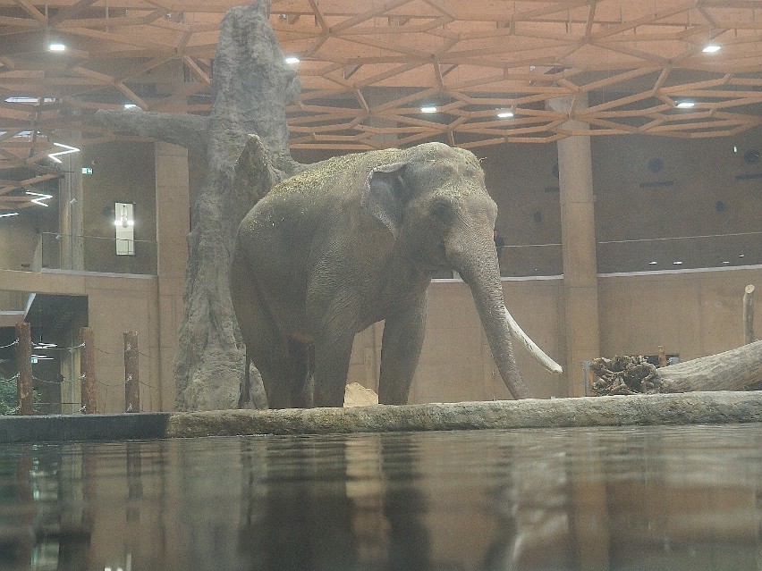 Na zdjęciu: kąpiel słonia Aleksandra, jednego z mieszkańców...