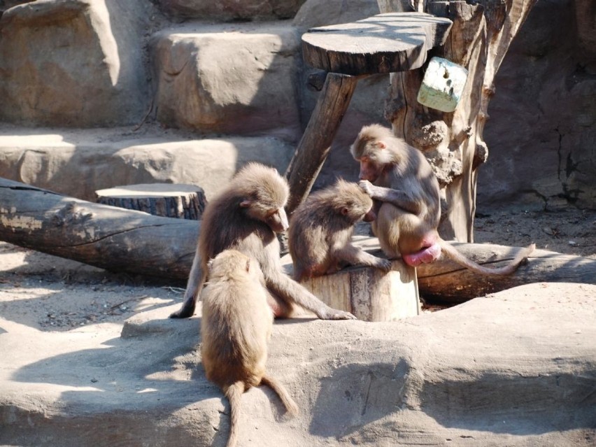 Powitały mnie małpy. Niektóre bawiły się ochoczo na wybiegu....