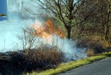 Straż Pożarna w Jarocinie: W Kotlinie paliła się trawa [ZDJĘCIA]