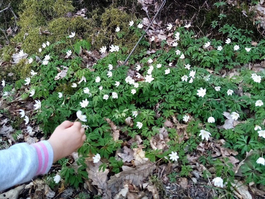 Zapraszamy na krótki spacer - ścieżką dydaktyczną "Bobrowiska"