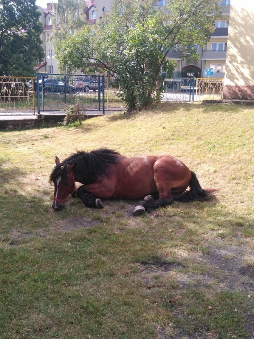 Rumak pochodzi z Rudawicy. Do miasta uciekł od swojej lubej...