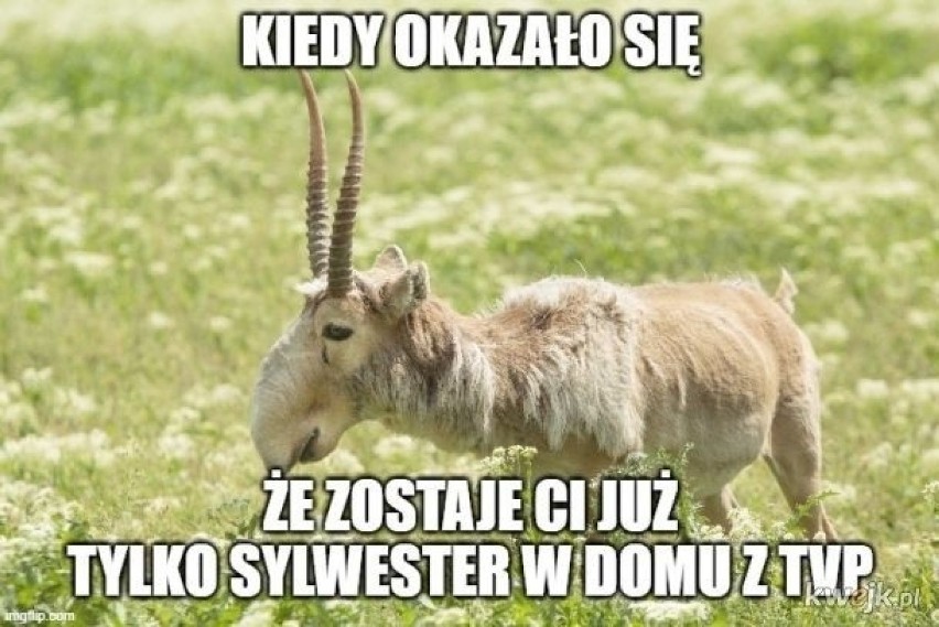 Kwarantanna narodowa - memy wyśmiewają zapowiadane...