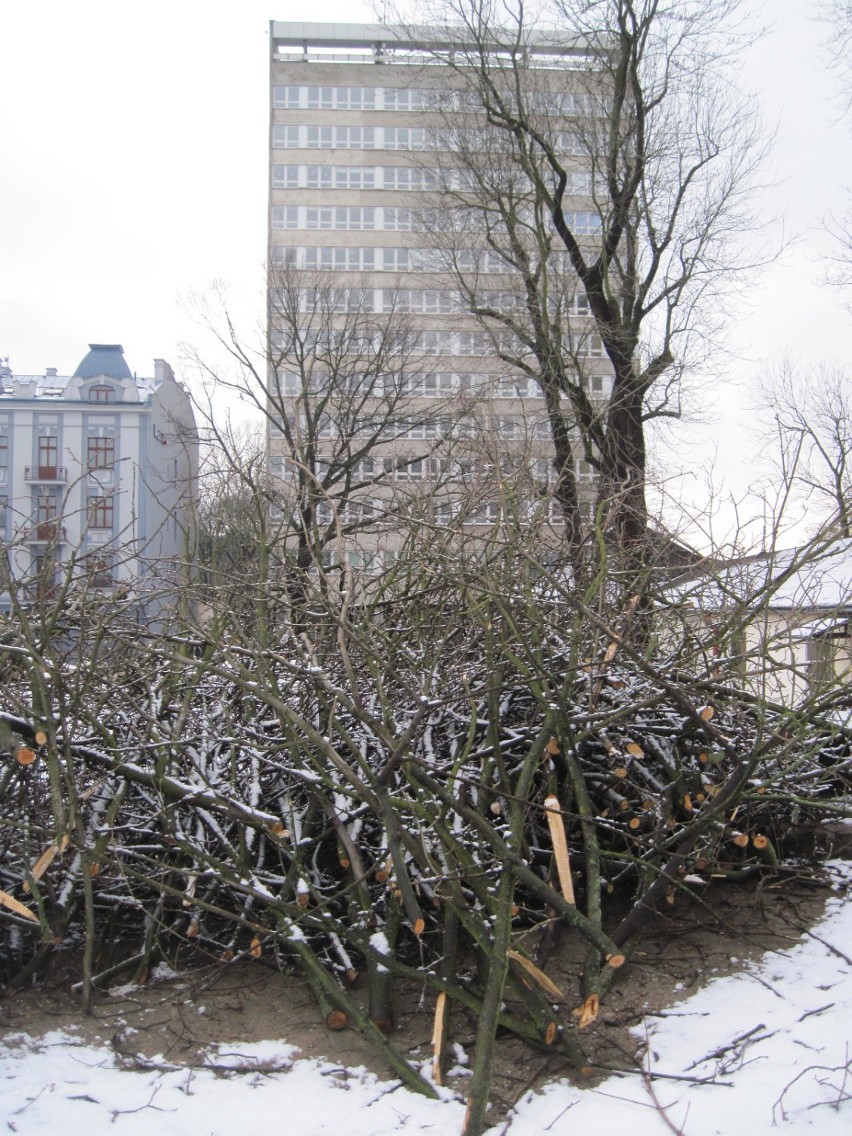 W centrum Lublina wycięli prawie 70 drzew