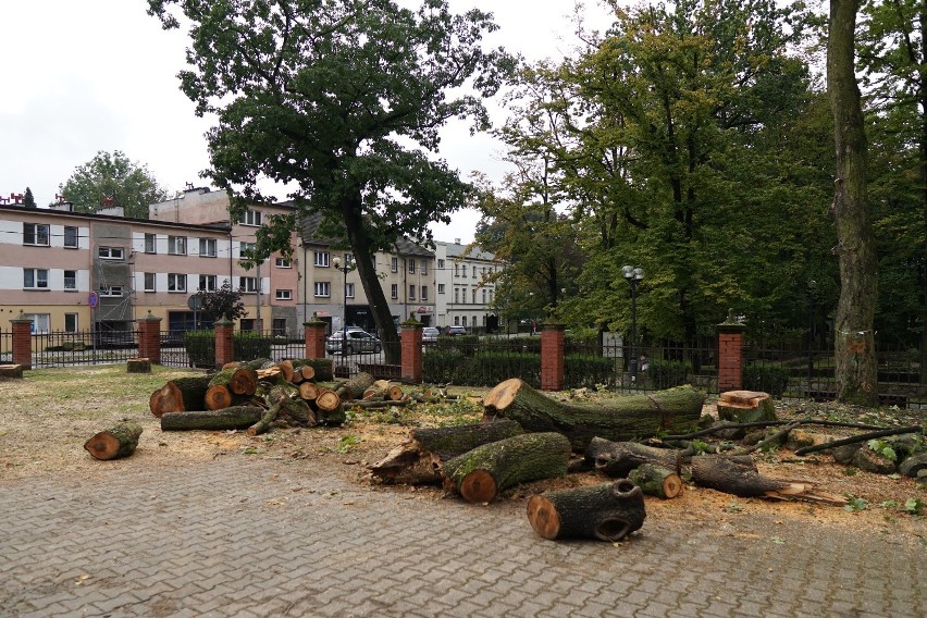 Wycięto w pień 40 drzew przy parafii w Zdroju