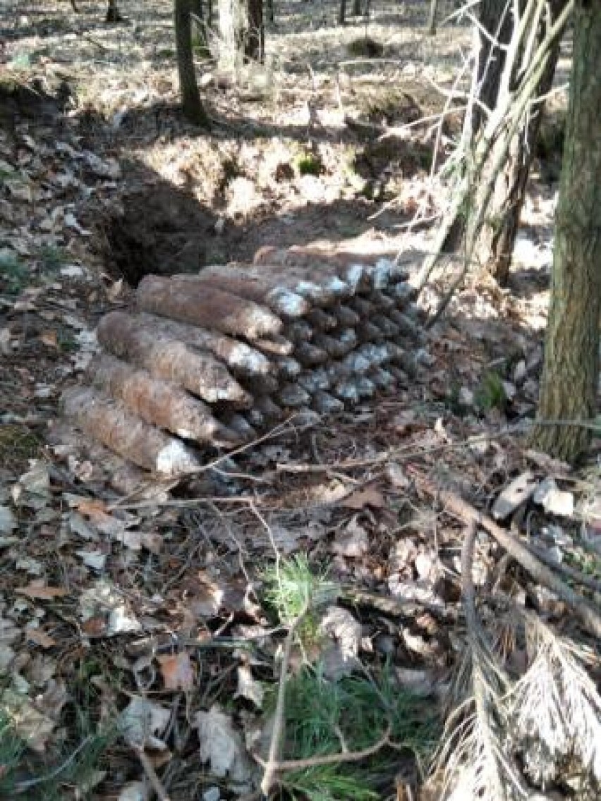 W lesie pod Warszawą odnaleziono ponad 50 pocisków artyleryjskich. Pochodzą z II wojny światowej