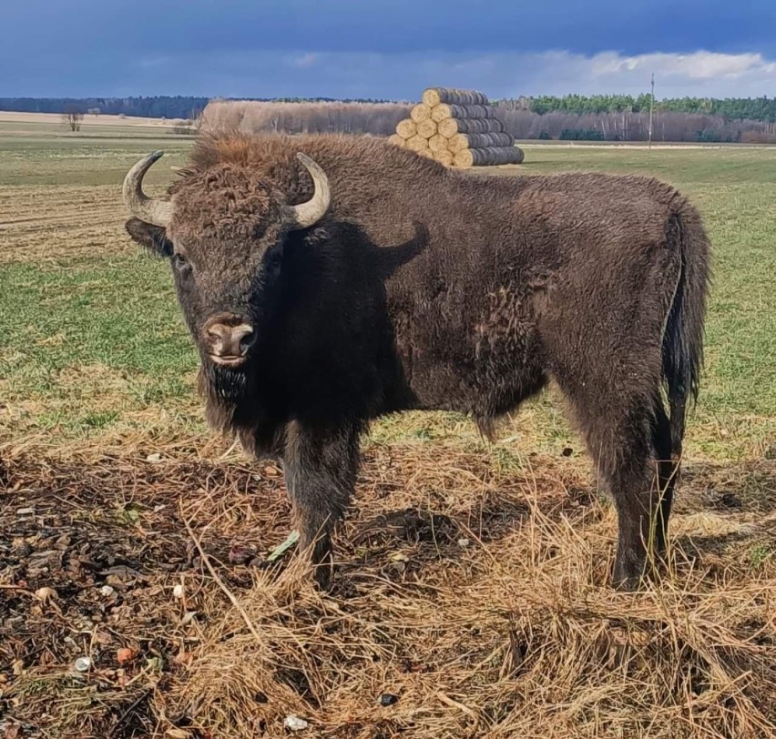 Żubr pod Skokami. Udało się sfotografować zwierzę  [ZDJĘCIA]