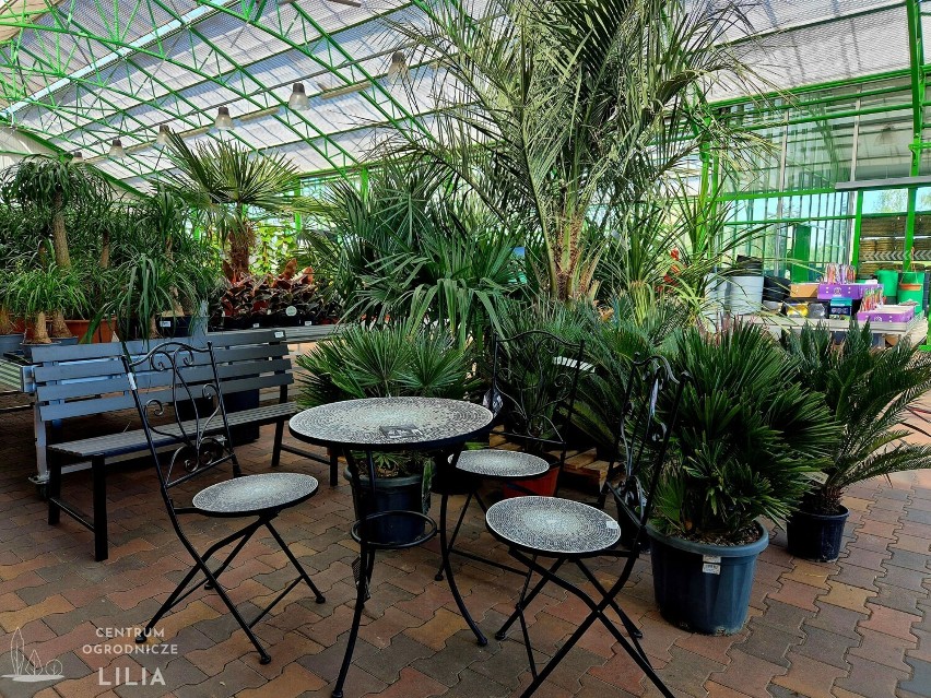 Stwórz idealny ogród. Zainspiruj się meblami ogrodowymi i pięknymi roślinami dostępnymi w Centrum Ogrodniczym Lilia w Wieluniu