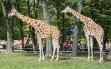 Kolejna żyrafa z łódzkiego zoo nie żyje. Tofik nie przeżył operacji