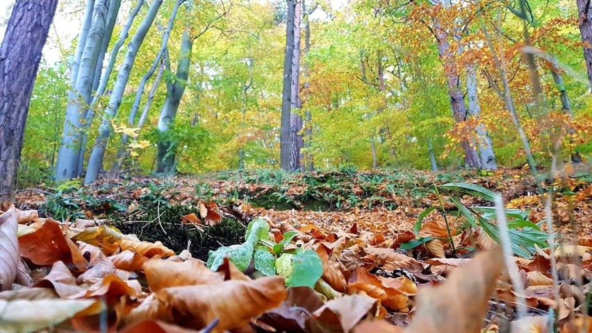 "Mieszka" w lasach, ogrodach, parkach. Czytelnicy "Dziennika Bałtyckiego" tropią jesień [ZDJĘCIA]