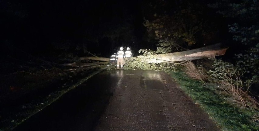 Powiat gdański. Połamane drzewa na drodze. To skutki nocnej wichury 14.02.2020 r.