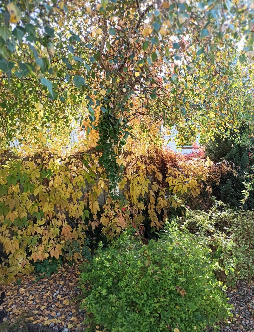Tak wygląda piękna, złota jesień w Lipnie i okolicy. Zdjęcia kolorowej pory roku