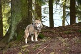 Wilki w regionie tarnowskim. Drapieżniki pojawiły się na terenie gminy Zakliczyn. W podtarnowskich lasach może być ich już kilkadziesiąt