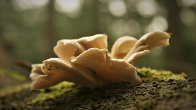 Boczniak ostrygowaty jest jednym z najbardziej znanych grzybów, które można znaleźć w polskich lasach w grudniu, styczniu lub lutym. Można go znaleźć na martwym drewnie, do wzrostu potrzebuje znacznej ilości światła. W kuchni wielu docenia smak tych gatunków, dostarczają wielu składników odżywczych, obniżają też cholesterol.