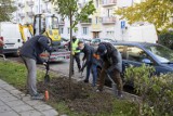 Fundacja IMMO podarowała Bydgoszczy drzewa. Będzie więcej zieleni w mieście [zdjęcia]