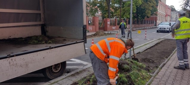 Na 800-lecie Zielonej Góry w mieście pojawi się 800 nowych drzew. To pomysł mieszkańców...