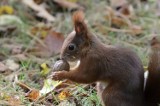 Wiewiórki w legnickim parku robią zapasy! Nadchodzi zima? zobaczcie zdjęcia