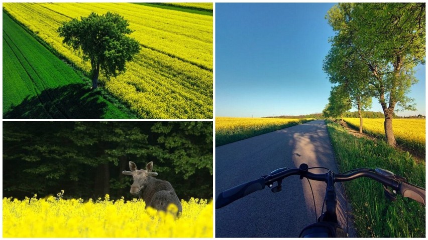 Magia Lubelszczyzny! Piękne rzepakowe pola uchwycone przez Instagramerów w woj. lubelskim. Zobacz koniecznie!