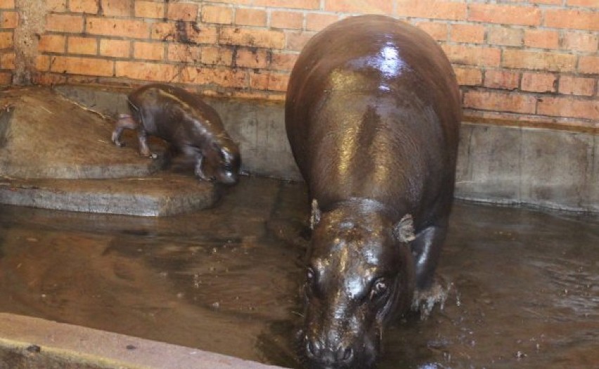 hipopotam karłowaty wrocław